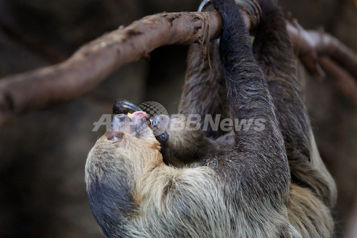ナマケモノの長い首、その一部は「首」ではない 英研究 ナマケモノの長い首、その一部は「首」ではない 英研究