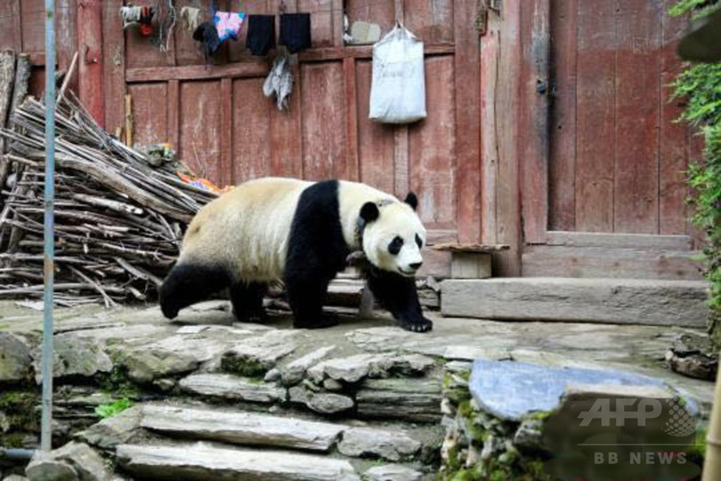 パンダが四川の民家周辺に出没 研究センターの定住パンダと判明 パンダが四川の民家周辺に出没 研究センターの定住パンダと判明