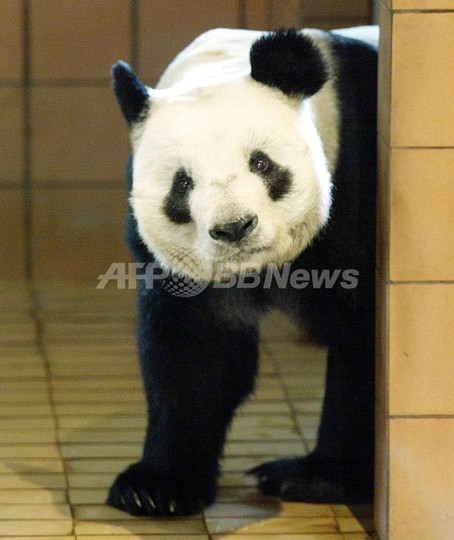 中国からのパンダ貸与をめぐり上野動物園に抗議が殺到 中国からのパンダ貸与をめぐり上野動物園に抗議が殺到