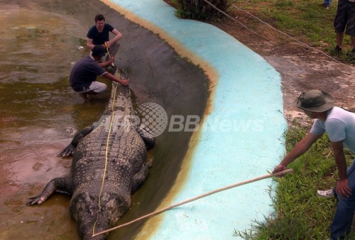 フィリピンの人食いワニ、ギネスで「世界最大」に認定 フィリピンの人食いワニ、ギネスで「世界最大」に認定