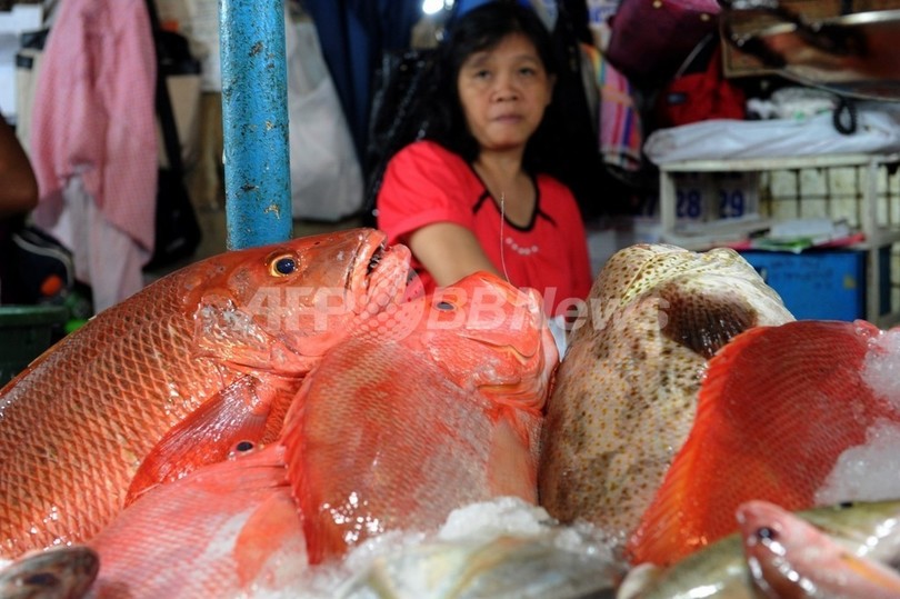 地球温暖化で魚が小さくなる、海水中の酸素不足で 米加研究 地球温暖化で魚が小さくなる、海水中の酸素不足で 米加研究