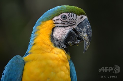 鳥類の「賢さ」、小さな脳に密集する神経細胞が寄与？ 研究