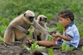 2歳男児とサルの群れの友情が話題、毎日欠かさず遊びに インド