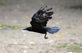 名物カラスの仕業? 襲撃相次ぎ郵便配達中止 カナダ 名物カラスの仕業? 襲撃相次ぎ郵便配達中止 カナダ
