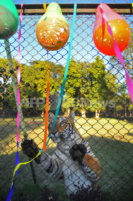 「これなあに?」印動物園で子トラの誕生日パーティー 「これなあに?」印動物園で子トラの誕生日パーティー