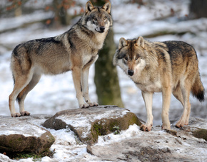 オオカミ間でも「あくび」は伝染する、東大研究チーム