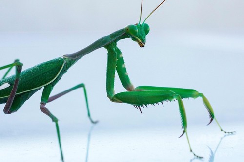 カマキリの交尾後の共食い、卵の栄養に 視覚的に確認 カマキリの交尾後の共食い、卵の栄養に 視覚的に確認