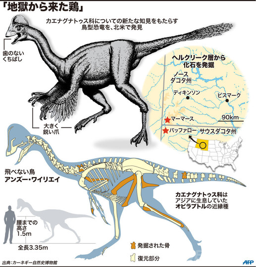 「地獄から来た鶏」 新種の鳥型恐竜、北米で発見 「地獄から来た鶏」 新種の鳥型恐竜、北米で発見