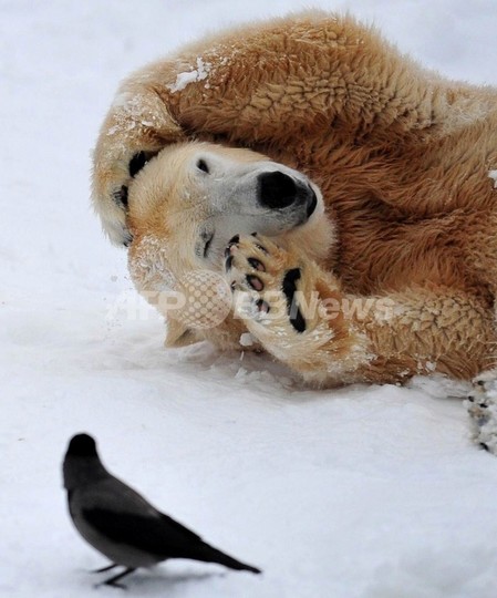 シロクマも「雑種化」、気候変動で北極圏ほ乳類の異種交配進む シロクマも「雑種化」、気候変動で北極圏ほ乳類の異種交配進む