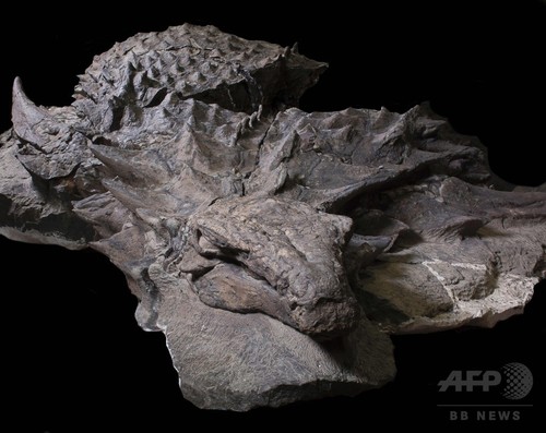 大型よろい恐竜の「生存の苦闘」、最新化石分析 大型よろい恐竜の「生存の苦闘」、最新化石分析