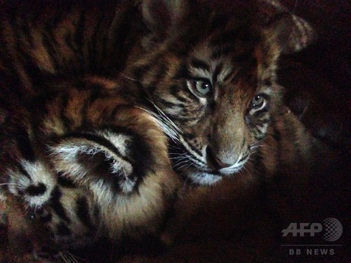 木箱に閉じ込められたシベリアトラの子ども3頭、レバノンで保護 木箱に閉じ込められたシベリアトラの子ども3頭、レバノンで保護