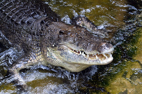 ワニの頭殴って命拾いした男性、女性の気を引くためだった 豪 ワニの頭殴って命拾いした男性、女性の気を引くためだった 豪