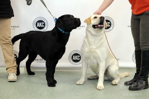 16年米人気犬種、ラブラドルレトリバー 26年連続首位 16年米人気犬種、ラブラドルレトリバー 26年連続首位