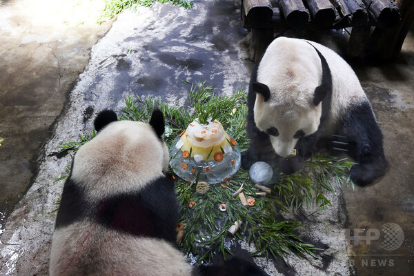 パンダ3歳のお誕生日会　杭州動物園