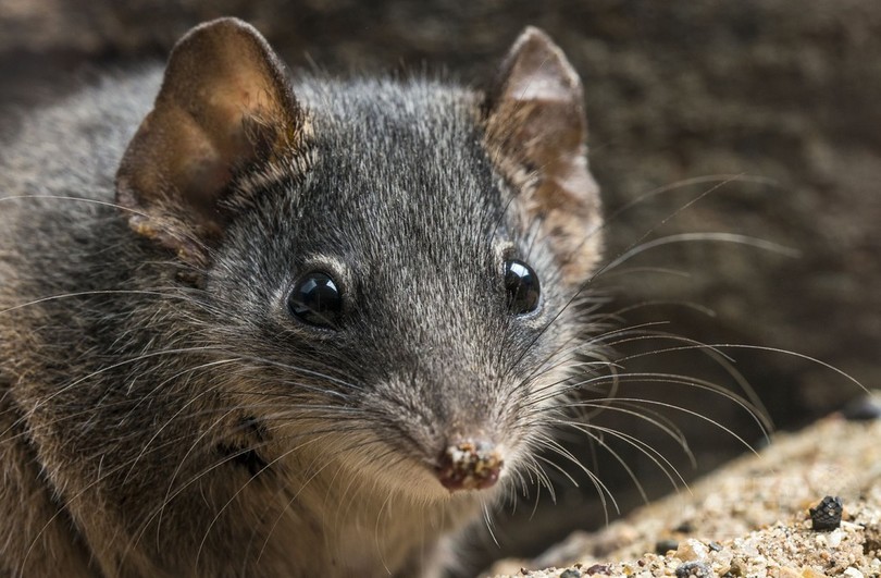 交尾のし過ぎで知られる豪の有袋類2種、絶滅の危機に 交尾のし過ぎで知られる豪の有袋類2種、絶滅の危機に