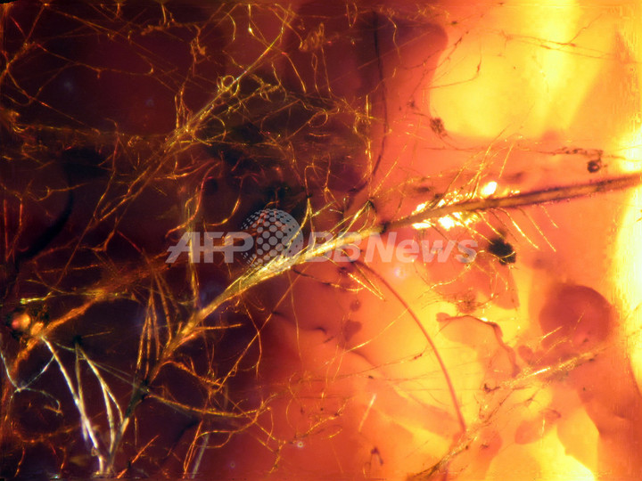 琥珀の中に羽毛、白亜紀の恐竜のものか カナダ 琥珀の中に羽毛、白亜紀の恐竜のものか カナダ