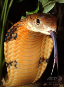 米の町でキングコブラ捕獲、1か月逃走で住民パニック 米の町でキングコブラ捕獲、1か月逃走で住民パニック