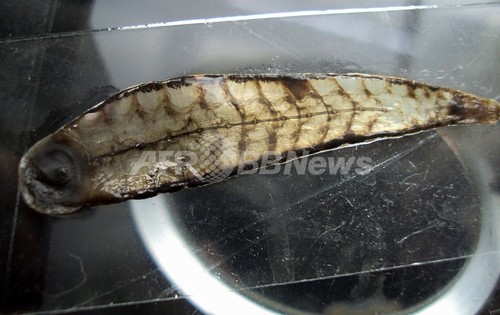 2010年の新種生物トップ10、跳ねるゴキブリに「Tレックス」と命名されたヒルも 2010年の新種生物トップ10、跳ねるゴキブリに「Tレックス」と命名されたヒルも