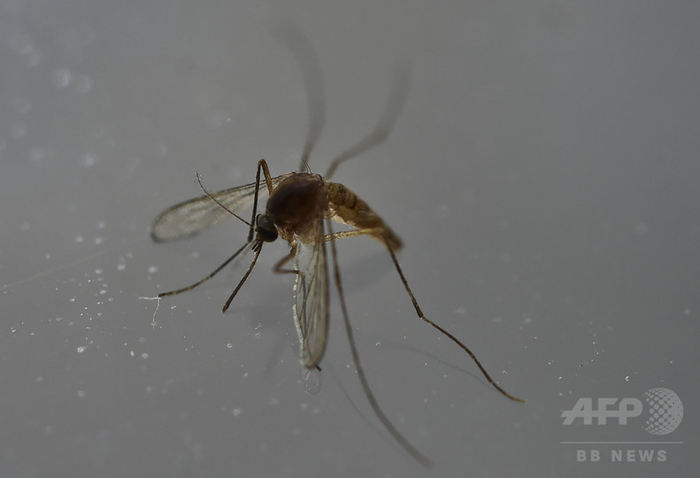 ジカ熱、ネッタイシマカがウイルス媒介 ブラジルで初確認 ジカ熱、ネッタイシマカがウイルス媒介 ブラジルで初確認