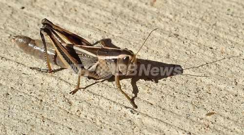 恐怖の中で死んだバッタ、土壌に悪影響を及ぼす 研究論文 恐怖の中で死んだバッタ、土壌に悪影響を及ぼす 研究論文
