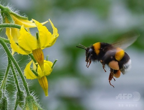マルハナバチ、「足の臭い」で賢く餌探し 研究 マルハナバチ、「足の臭い」で賢く餌探し 研究