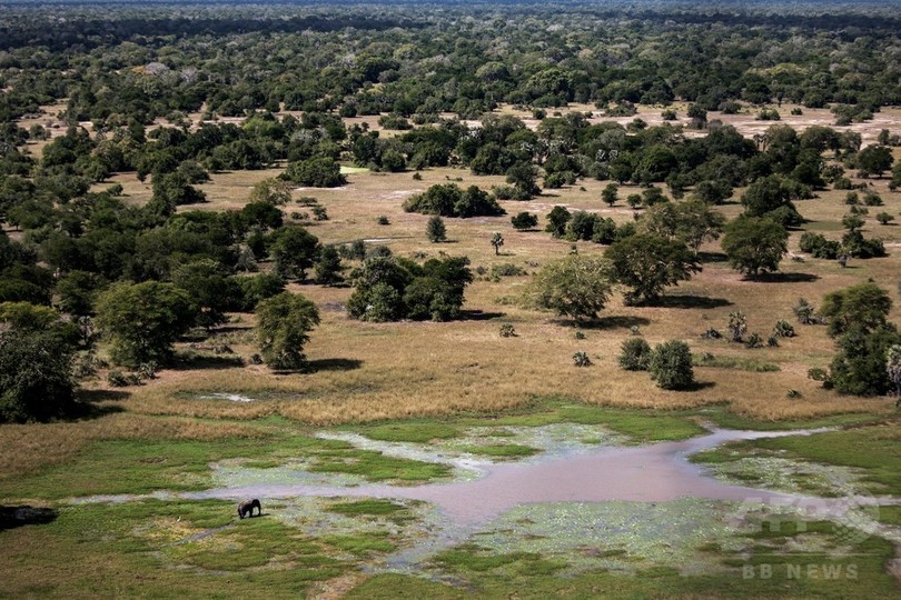 戦争による野生動物への負の影響、絶滅危機にも 米研究 戦争による野生動物への負の影響、絶滅危機にも 米研究