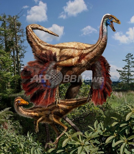 羽毛恐竜の化石をカナダで発見、米大陸で初 羽毛は繁殖に使う? 羽毛恐竜の化石をカナダで発見、米大陸で初 羽毛は繁殖に使う?