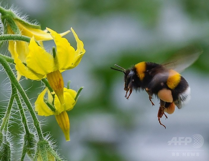 マルハナバチ、「足の臭い」で賢く餌探し 研究 マルハナバチ、「足の臭い」で賢く餌探し 研究