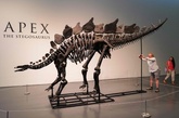 過去最大級のステゴサウルス骨格標本、NYで競売へ