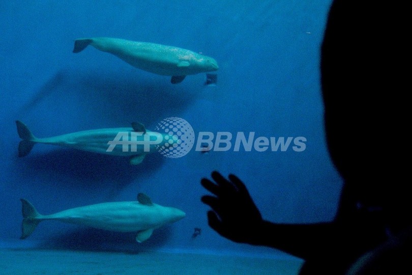 10分でクジラ肉見分ける「リトマス紙」、台湾が導入 10分でクジラ肉見分ける「リトマス紙」、台湾が導入