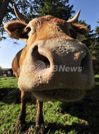 人肉レストラン開店!?実は菜食主義団体のキャンペーン ドイツ 人肉レストラン開店!?実は菜食主義団体のキャンペーン ドイツ