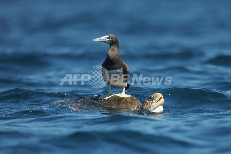 カメはトカゲより鳥に近い、過去最大の遺伝子分析で確認 カメはトカゲより鳥に近い、過去最大の遺伝子分析で確認