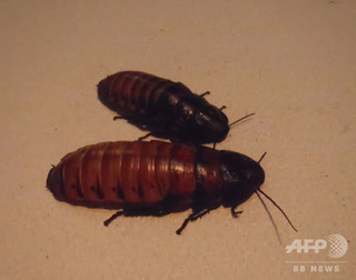 終わった恋にゴキブリを、米動物園がバレンタインデーにイベント 終わった恋にゴキブリを、米動物園がバレンタインデーにイベント