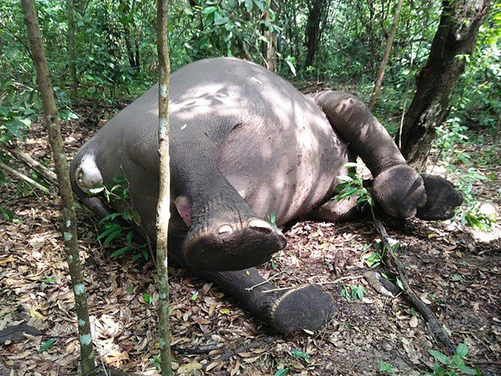 国立公園内にスマトラゾウの死骸 象牙目当てに射殺か インドネシア 国立公園内にスマトラゾウの死骸 象牙目当てに射殺か インドネシア