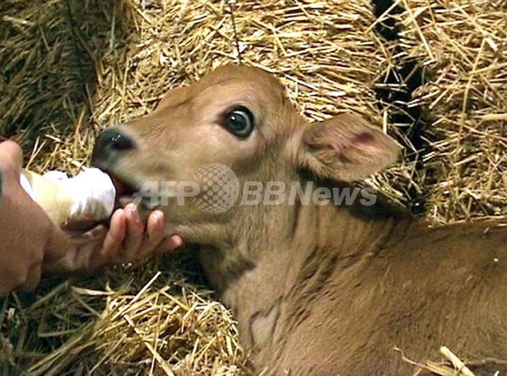 人間の母乳と同じミルク出すクローン牛、アルゼンチンで開発 人間の母乳と同じミルク出すクローン牛、アルゼンチンで開発