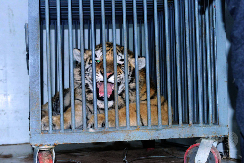 シベリアトラを違法飼育、中国の地方議員3人に罰金 シベリアトラを違法飼育、中国の地方議員3人に罰金