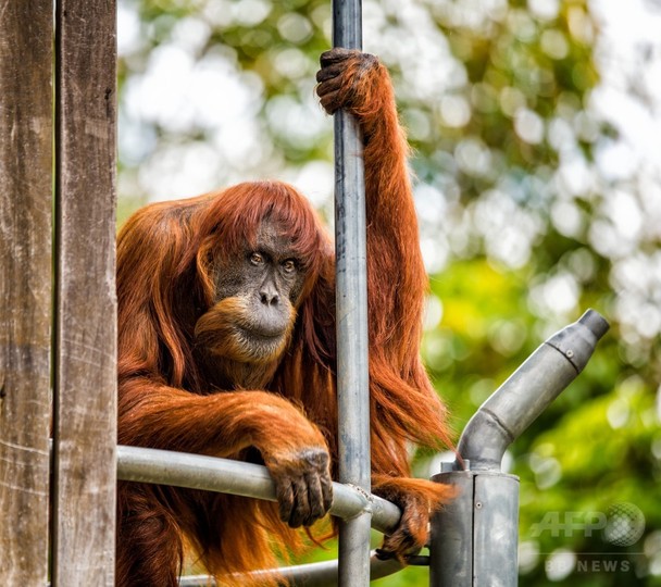 世界最高齢のスマトラオランウータン死ぬ、62歳 豪動物園 世界最高齢のスマトラオランウータン死ぬ、62歳 豪動物園