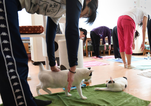 犬や猫と楽しむヨガ教室 首都圏で人気じわり 犬や猫と楽しむヨガ教室 首都圏で人気じわり