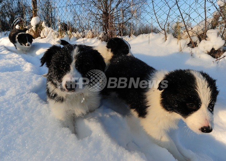 世界一賢い犬、1000語をマスター 米研究 世界一賢い犬、1000語をマスター 米研究
