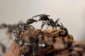 傷ついた仲間を助けるアリ、アフリカで初観察 独研究 傷ついた仲間を助けるアリ、アフリカで初観察 独研究