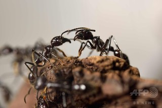 傷ついた仲間を助けるアリ、アフリカで初観察 独研究 傷ついた仲間を助けるアリ、アフリカで初観察 独研究