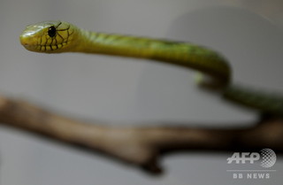 飼い主かんで逃げた毒ヘビ「グリーンマンバ」無事捕獲 チェコ 飼い主かんで逃げた毒ヘビ「グリーンマンバ」無事捕獲 チェコ