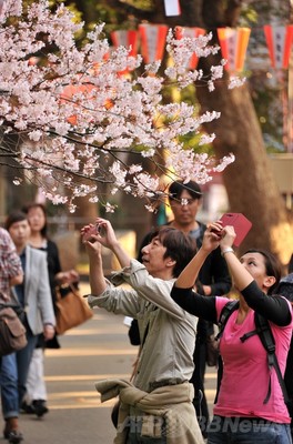 春到来、開花した桜を楽しむ人々 都内 春到来、開花した桜を楽しむ人々 都内