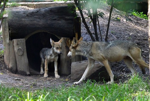絶滅危惧種のメキシコオオカミ、7匹誕生で沸く動物園 絶滅危惧種のメキシコオオカミ、7匹誕生で沸く動物園