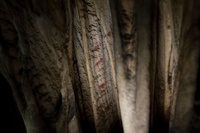 世界最古の洞窟壁画、ネアンデルタール人の複雑な感性示す