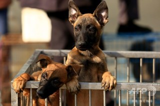 道端で犬を見かけ食べたくなった… 飼い犬殺した男を拘束 内モンゴル 道端で犬を見かけ食べたくなった… 飼い犬殺した男を拘束 内モンゴル