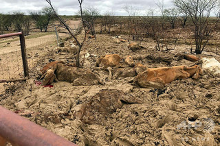 豪の洪水、畜産業に「甚大な損害」 牛30万頭超が死んだ可能性 豪の洪水、畜産業に「甚大な損害」 牛30万頭超が死んだ可能性