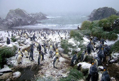 侵入生物根絶計画で、逆に環境破壊 豪領世界遺産の島 侵入生物根絶計画で、逆に環境破壊 豪領世界遺産の島