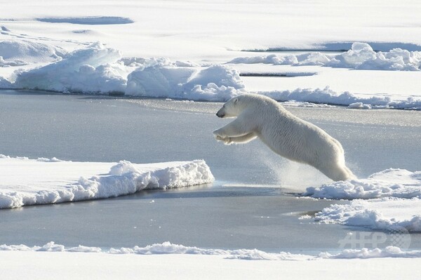 氷上でジャンプするホッキョクグマ