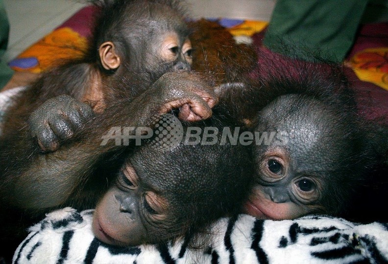 オランウータンが開発で激減、ボルネオ島 オランウータンが開発で激減、ボルネオ島